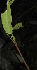 Acridocarpus natalitius