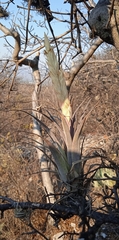 Tillandsia achyrostachys