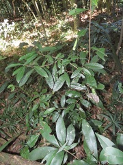 Acridocarpus natalitius