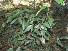 Acridocarpus natalitius