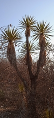 Yucca periculosa
