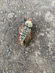 Julodis cirrosa