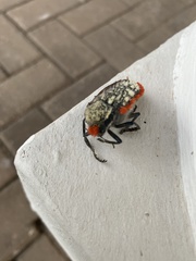 Julodis cirrosa