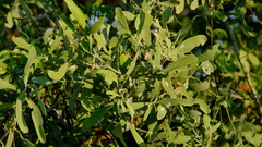 Salvadora australis
