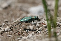 Cicindela depressula depressula