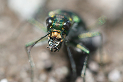 Cicindela depressula depressula