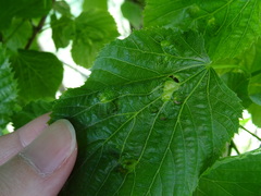 Didymomyia tiliacea
