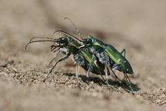 Cicindela depressula depressula