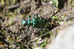 Cicindela depressula depressula