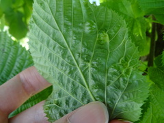 Didymomyia tiliacea