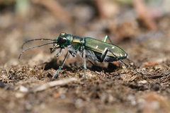 Cicindela depressula depressula