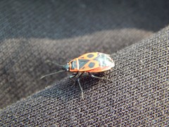 Pyrrhocoris apterus