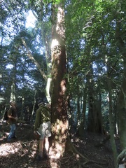 Margaritaria discoidea