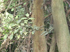 Margaritaria discoidea