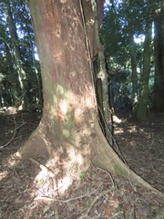 Margaritaria discoidea