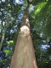 Margaritaria discoidea