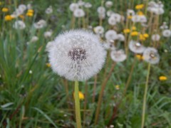 Taraxacum officinale