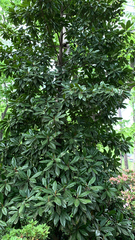 Magnoliopsida