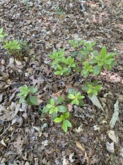 Rhododendron minus