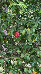 Camellia japonica