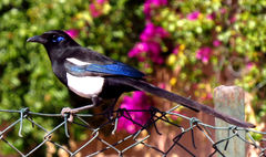 Maghreb Magpie photo 3