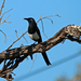Maghreb Magpie - Photo (c) vil.sandi, some rights reserved (CC BY-ND)