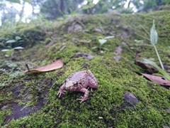 Limnonectes microdiscus