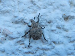 Brachycerus muricatus