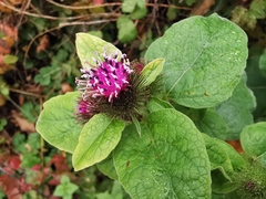 Arctium minus