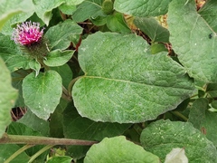 Arctium minus