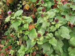 Arctium minus