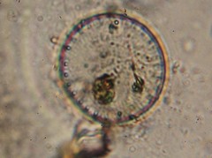 Coscinodiscophycidae