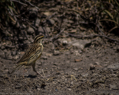 Sturnella magna auropectoralis