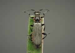 Cantharis pulicaria