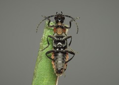 Cantharis pulicaria