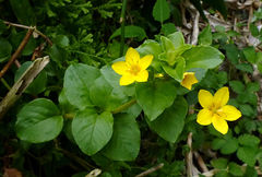Lysimachia azorica