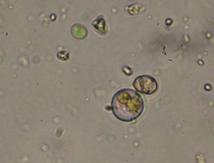 Coscinodiscophycidae