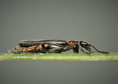Cantharis pulicaria