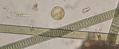 Coscinodiscophycidae