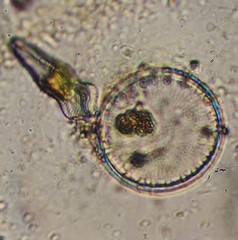 Coscinodiscophycidae