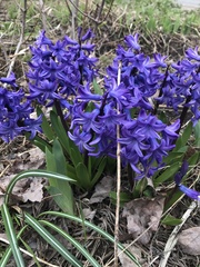 Hyacinthus