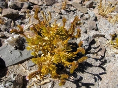 Cistanthe arancioana