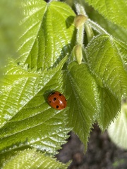 Coccinella septempunctata