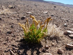 Cistanthe arancioana
