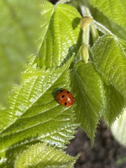 Coccinella septempunctata