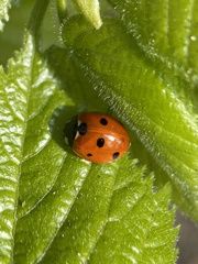 Coccinella septempunctata