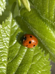 Coccinella septempunctata