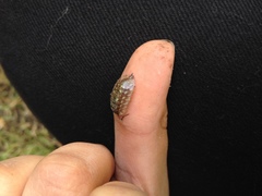 Oniscus asellus