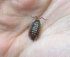 Oniscus asellus