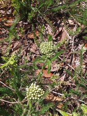 Achillea millefolium